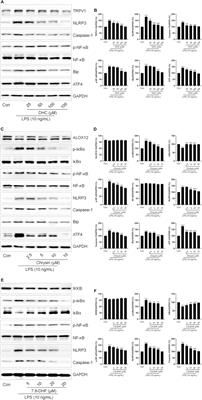 Pinelliae rhizoma alleviated acute lung injury induced by lipopolysaccharide via suppressing endoplasmic reticulum stress-mediated NLRP3 inflammasome